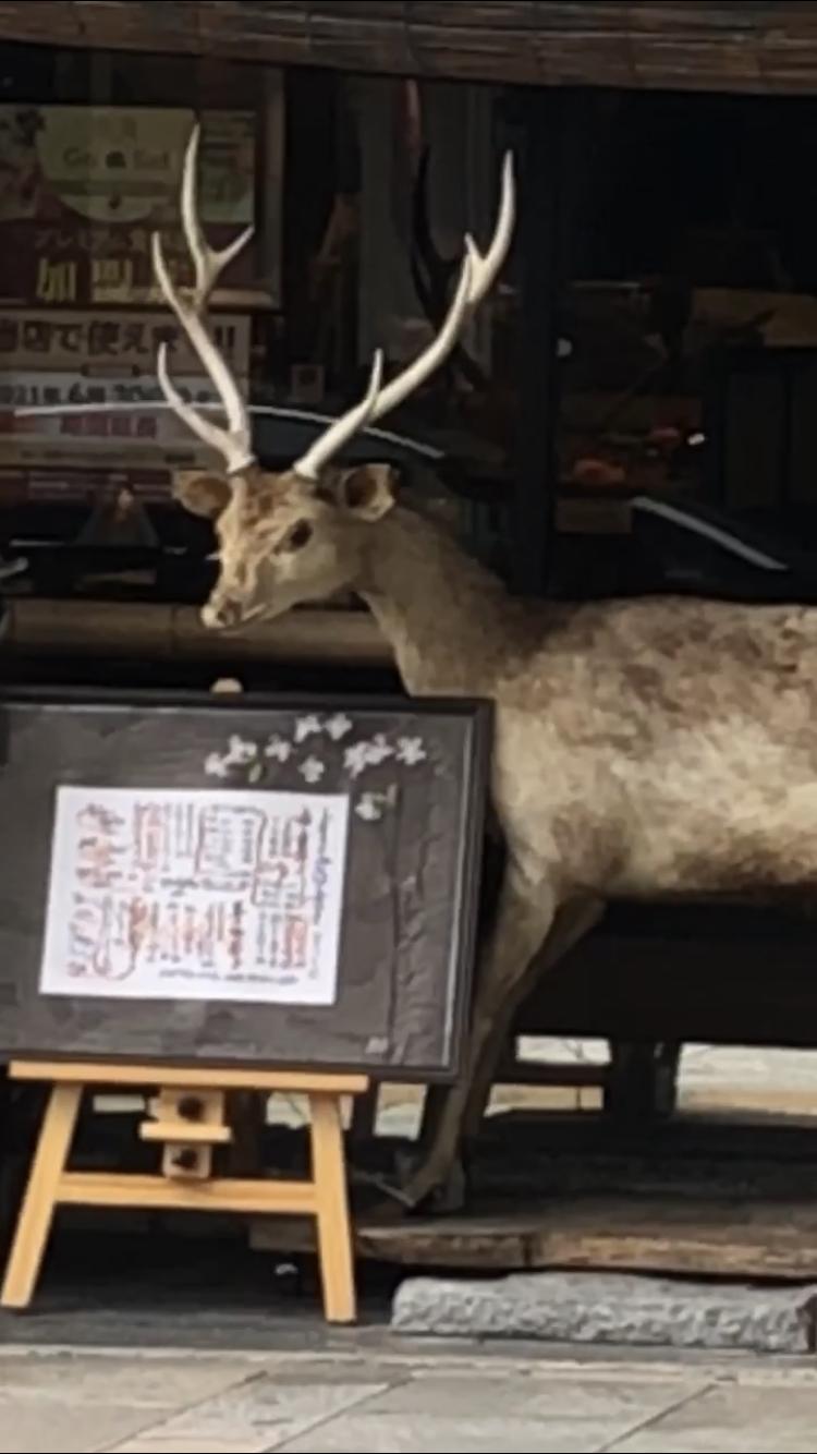 奈良県奈良市に鹿さんはが……いない◞(꒪ͦᴗ̵̍꒪ͦ=͟͟͞͞ ꒪ͦᴗ̵̍꒪ͦ)◟