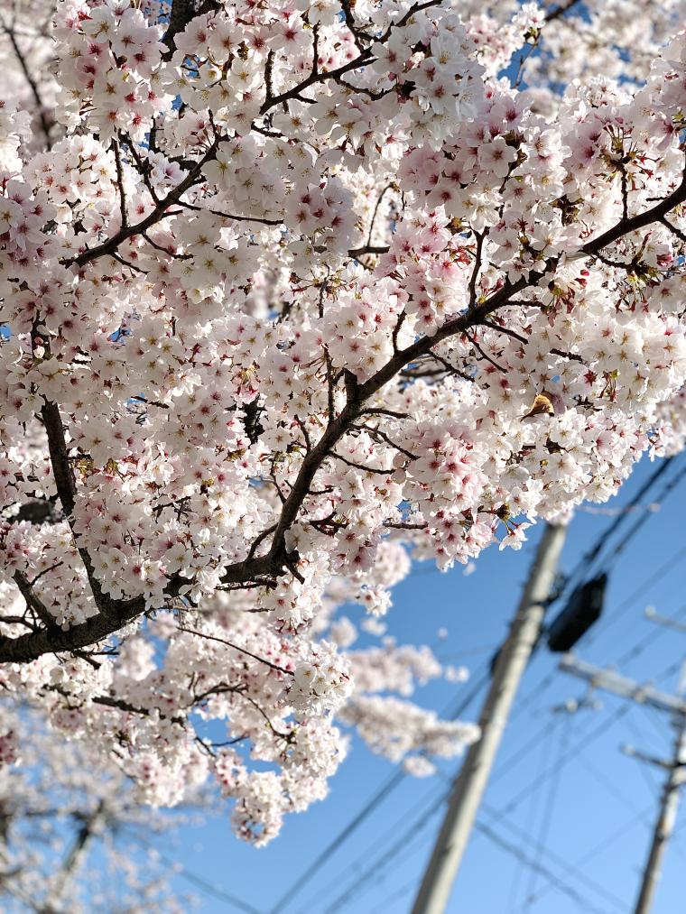 桜♡