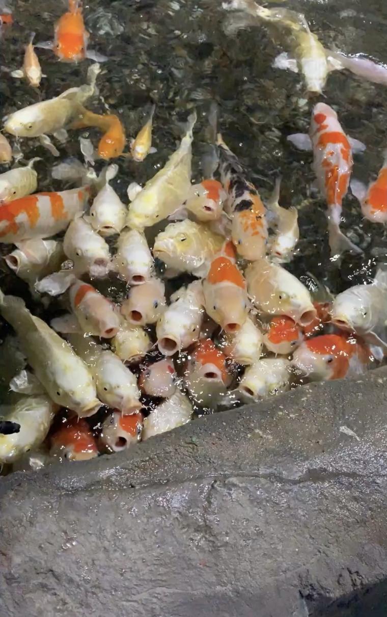 韓国の水族館︎︎︎✌︎